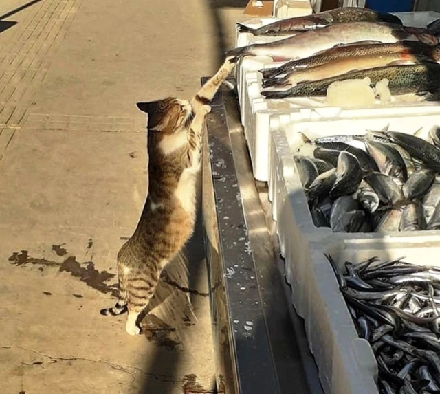 Boyundan büyük balığı çalmaya çalışan kedi güldürdü Son Dakika