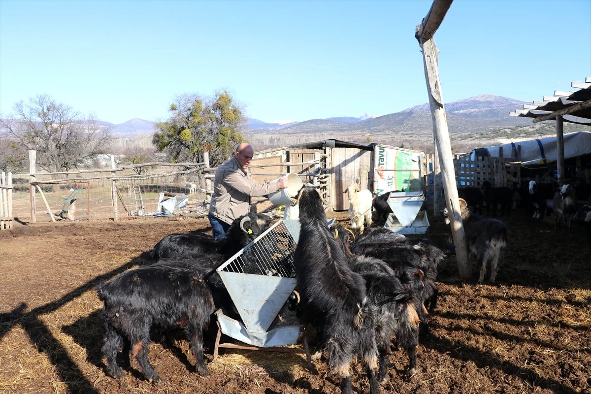 Isparta\'da kurtların saldırdığı sürüde 45 keçi telef oldu