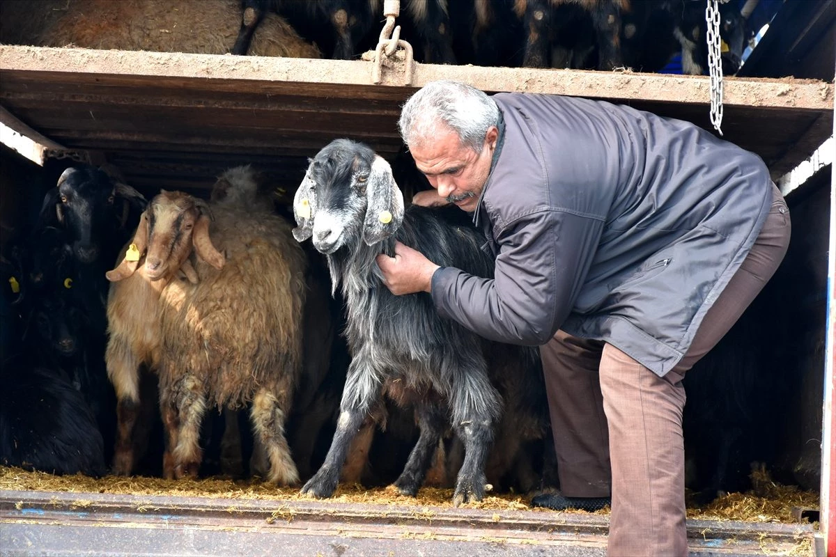Malatya\'da depremden etkilenen çobanlara 53 küçükbaş hayvan bağışlandı