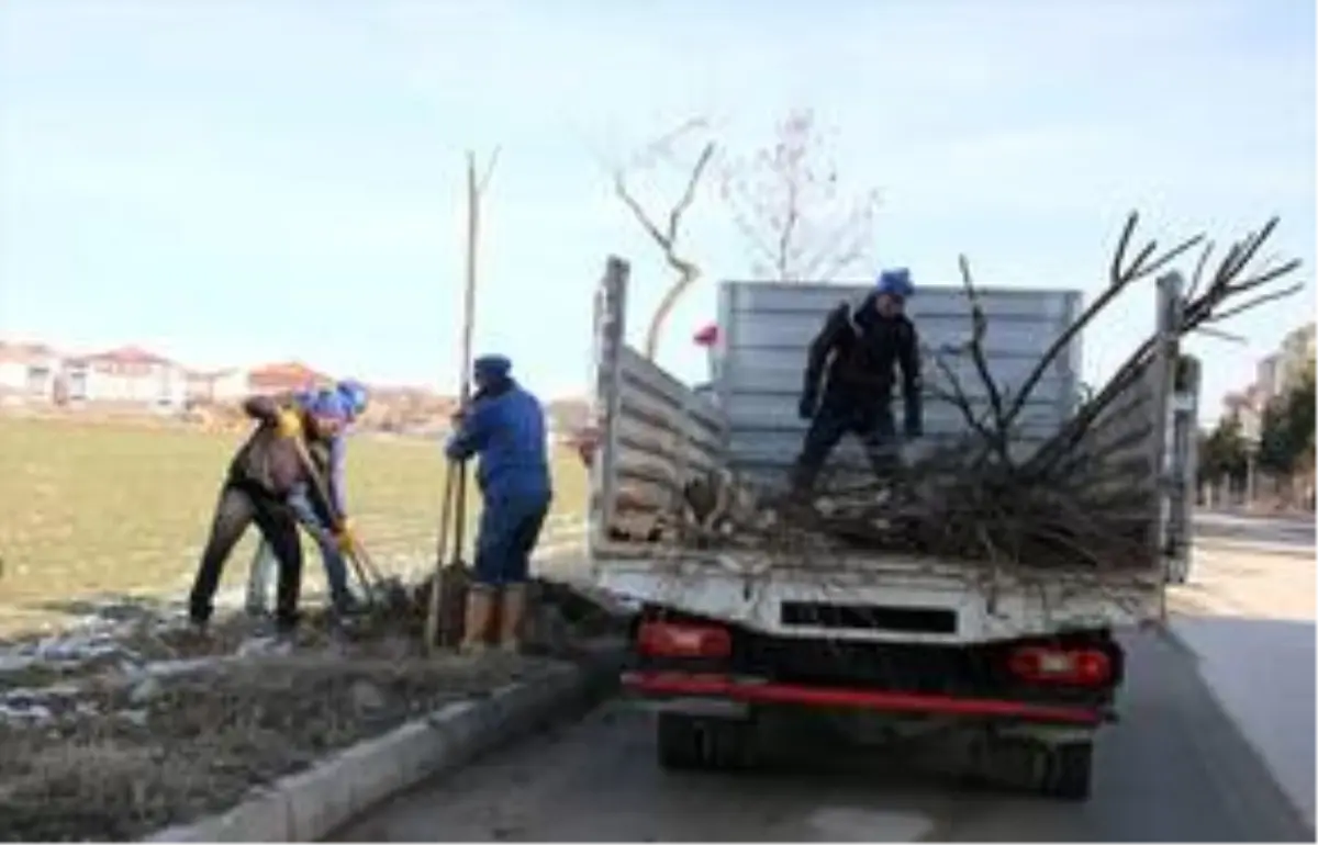 Merzifon\'da ağaçlandırma çalışmaları sürüyor