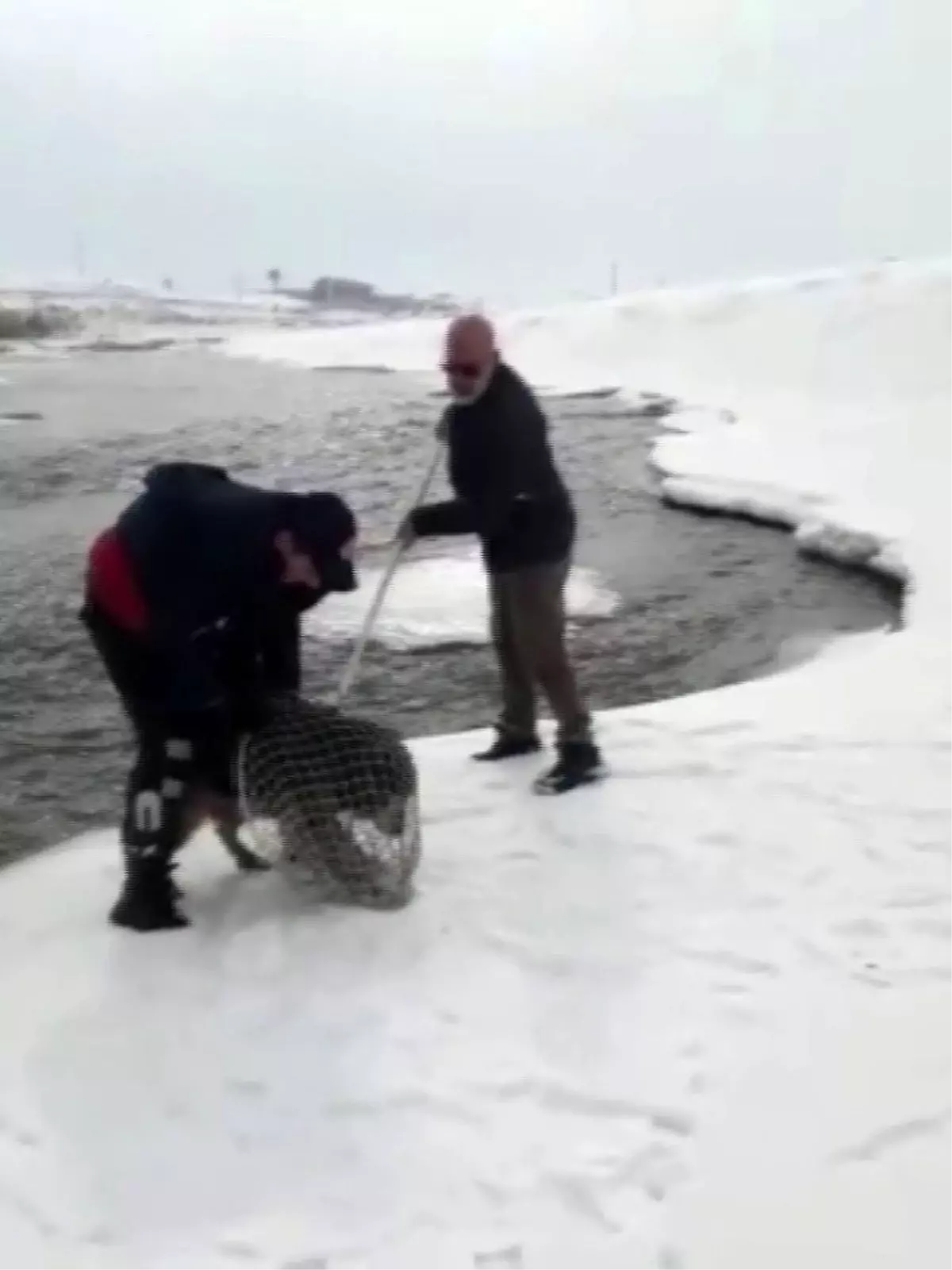 Murat Nehri\'ne yemek aramaya giden kurt köpeği mahsur kaldı