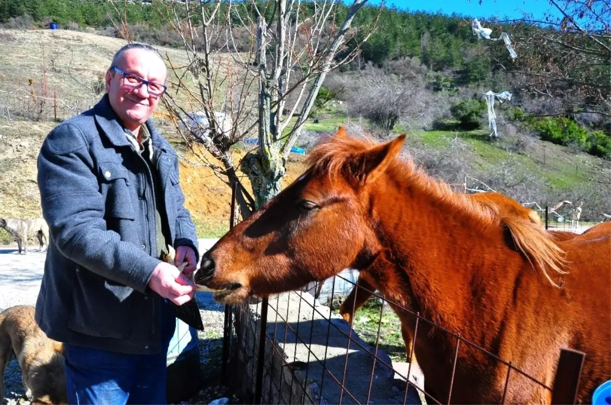 (Özel) Spil\'in yılkı atları, onun yolunu gözlüyor