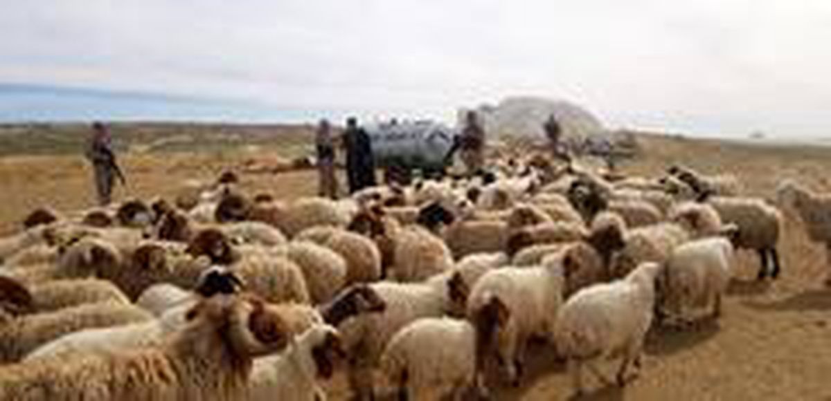 Şanlıurfa\'da hayvan hırsızları tutuklandı