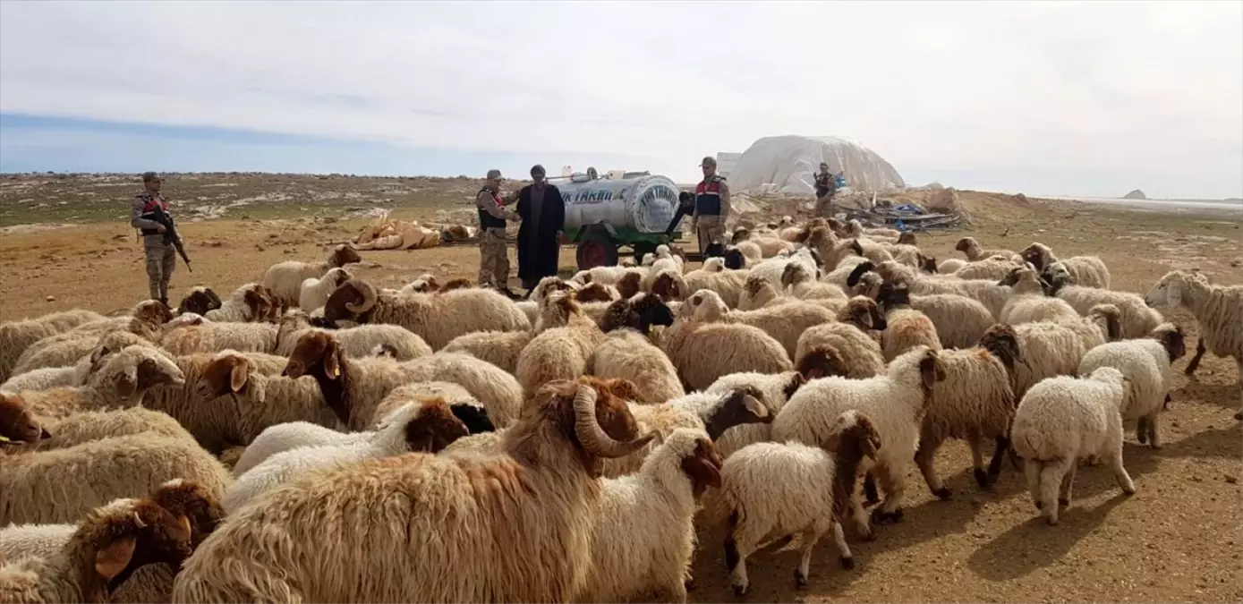 Şanlıurfa\'da örgütlü olarak hayvan hırsızlığı yaptıkları iddiasıyla 2 kişi tutuklandı