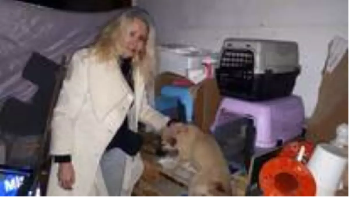 Yaralı ve hasta 2 kedi ve 3 köpek için gece yarısı seferber oldular