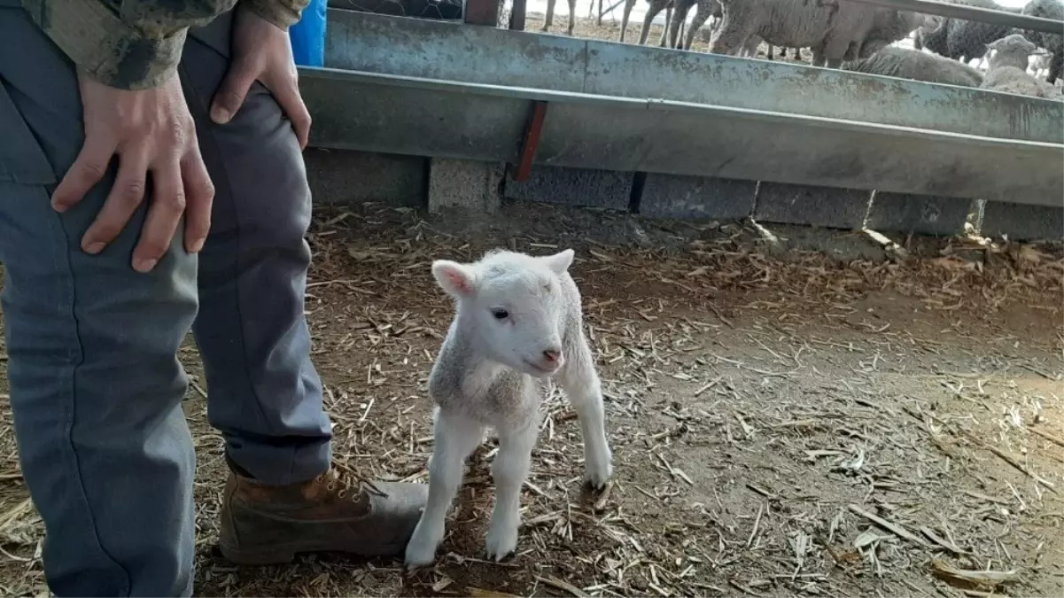 Yeni doğan kuzu "anne" diye meledi