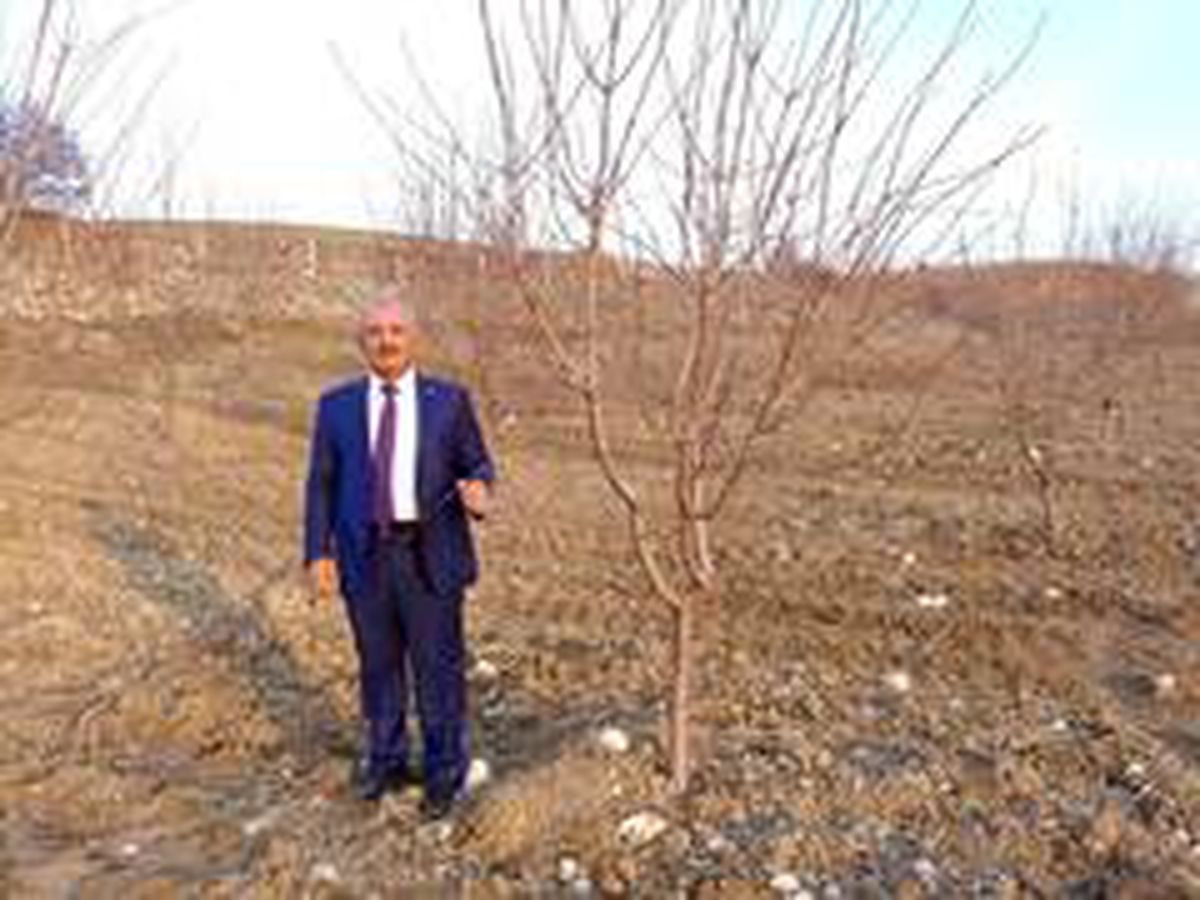 Başkan Şahan: "Adıyaman\'da 150 bin badem ağacı kurudu"
