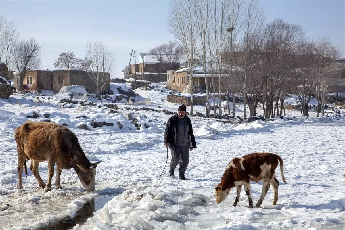 Bitlis\'te besiciler, yüzeyi donan gölde buzu kırıp hayvanlara su içiriyor