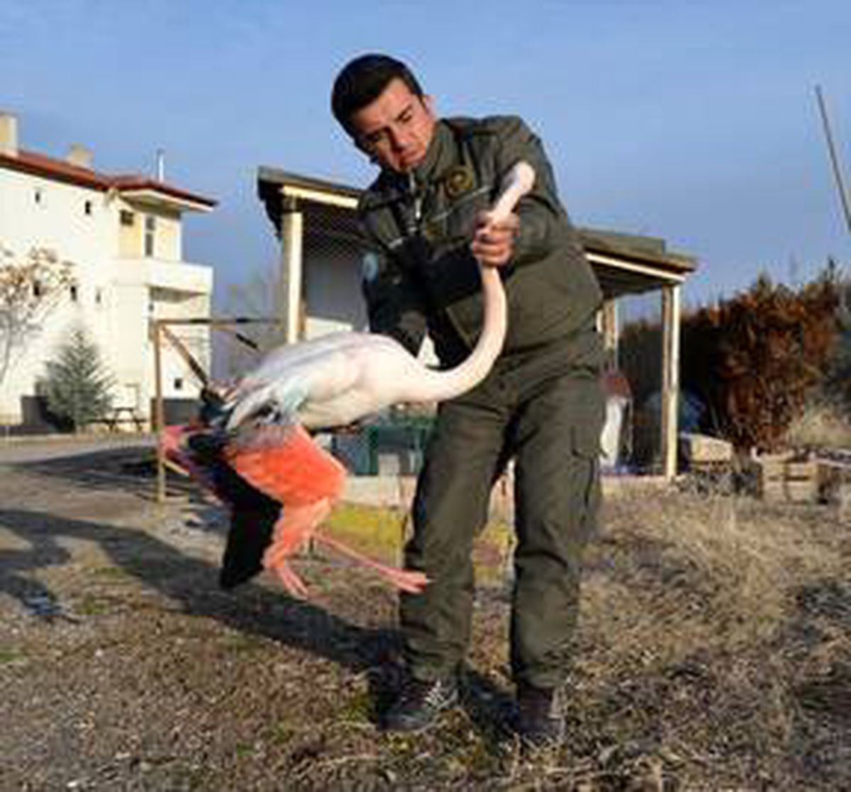 Aksaray\'da yaralı bulunan flamingo tedavi altına alındı