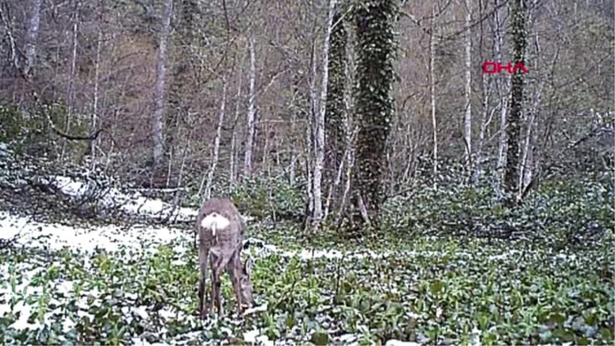 Bartın milli parktaki yaban hayatı, fotokapanla izleniyor