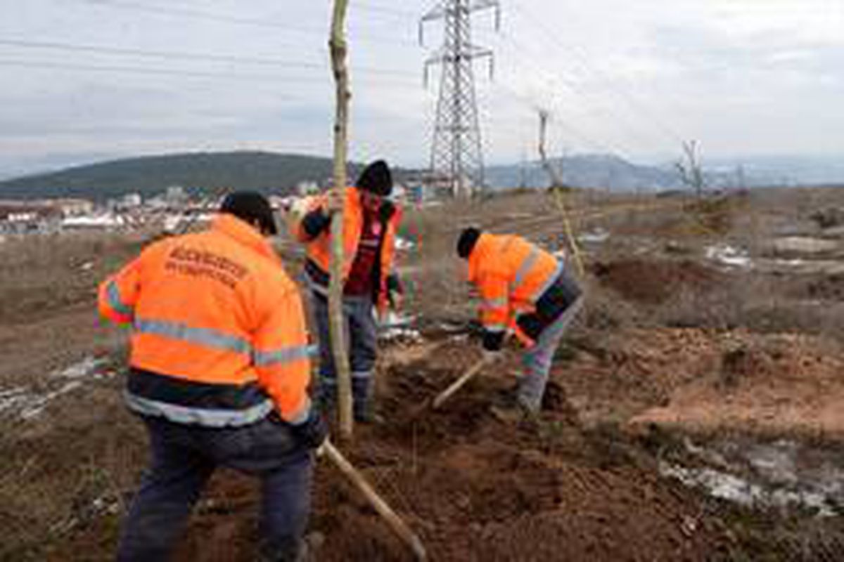Bilecik Belediyesinden ağaçlandırma çalışmaları