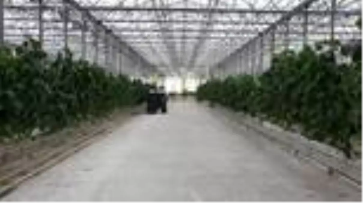 Eksi 46 dereceye rağmen jeotermal serada salkım domates yetiştiriliyor - VAN