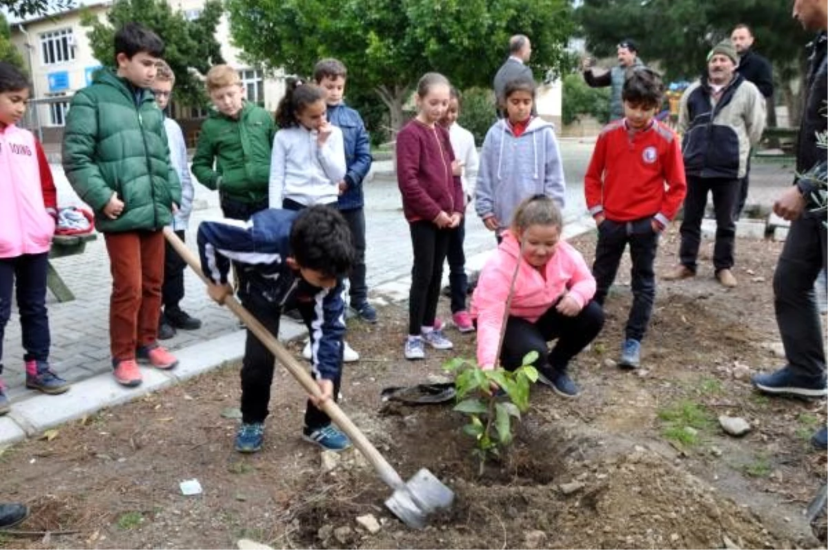 Gazipaşa\'da okul bahçesine çikolata meyvesi fidanı dikildi