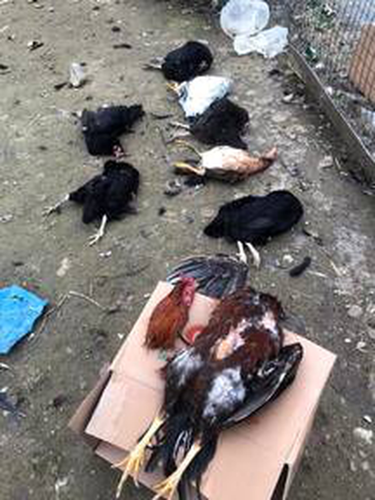 Gölcük\'te kümese giren sokak köpekleri tavukları telef etti