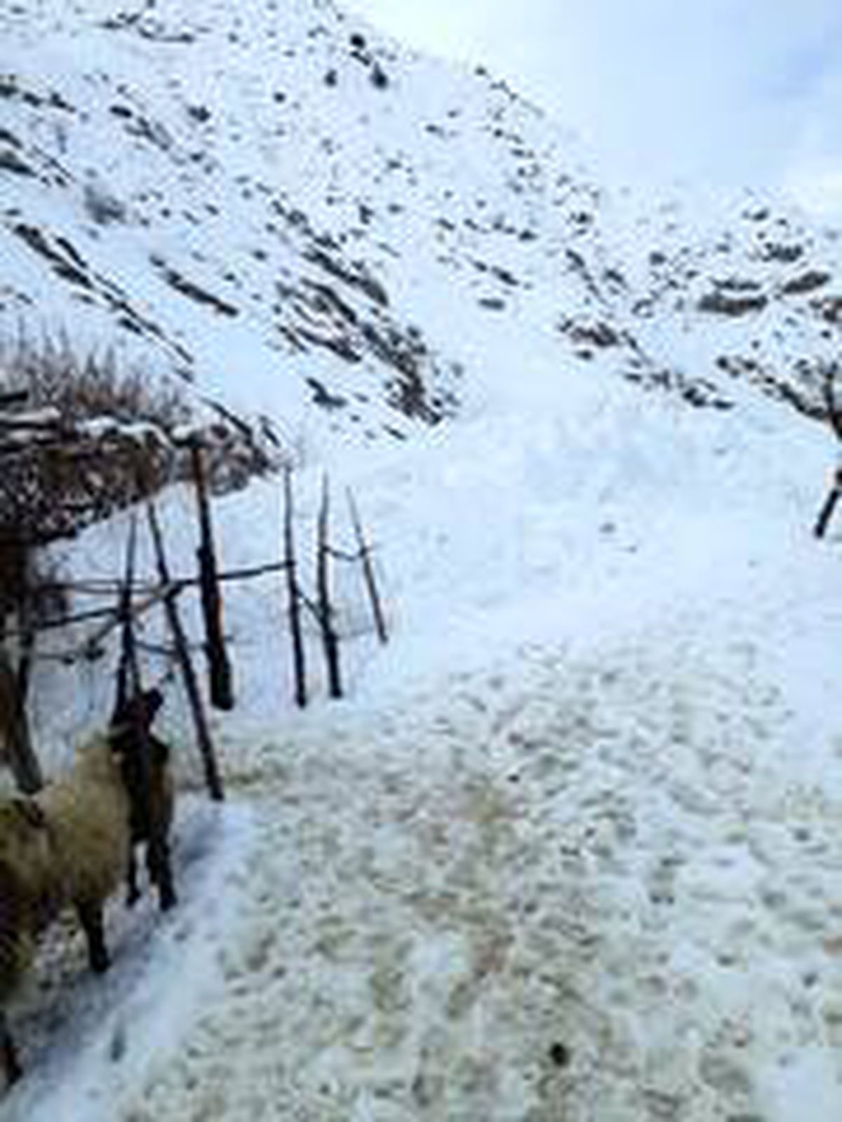 Hakkari\'de inen çığ ahırı teğet geçti