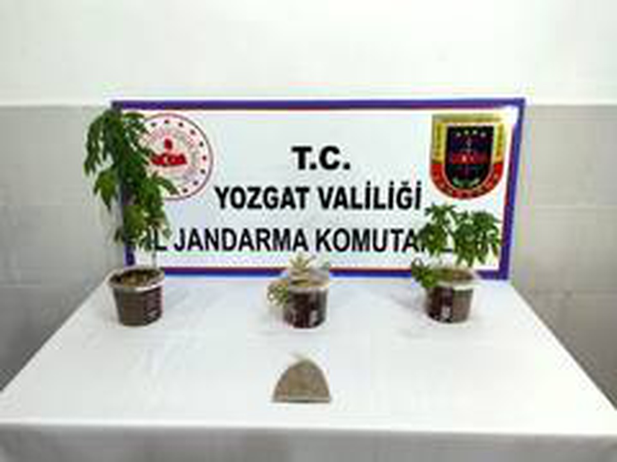 Jandarmadan uyuşturucu operasyonun,1 gözaltı