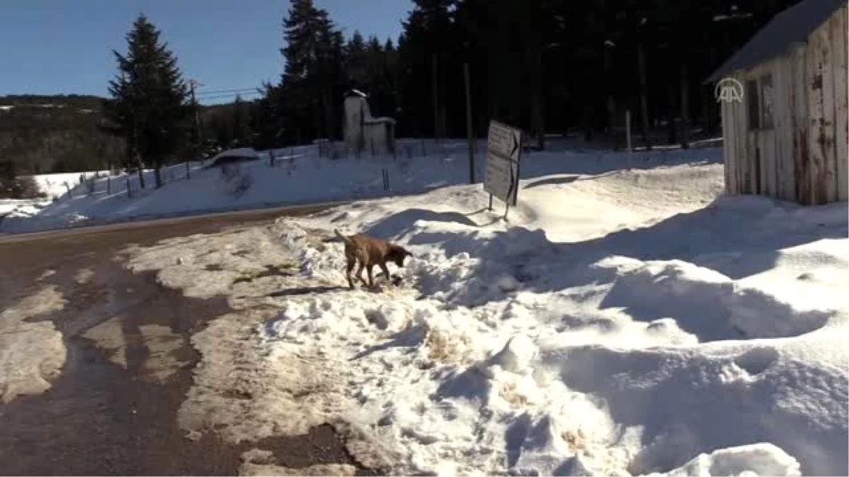 Kar mücadelesi yapan ekipler aç kalan hayvanları da besliyor
