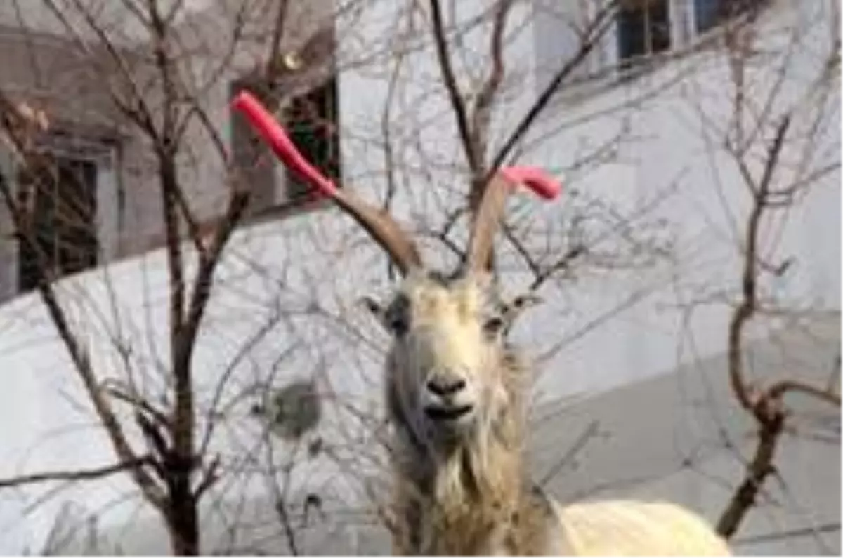 Keçilerin kavgasına hortumlu çözüm