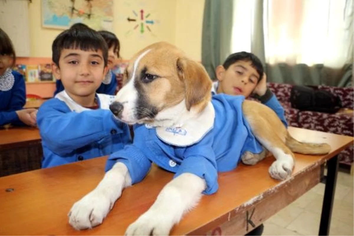 Köy okulunun maskotu olan köpek Fındık rahatsızlandı