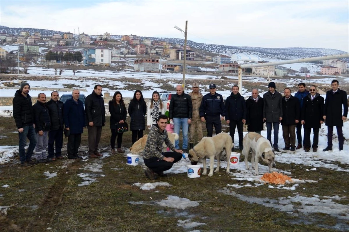 Gölova\'da sokak hayvanlarının aç kalmaması için proje başlatıldı