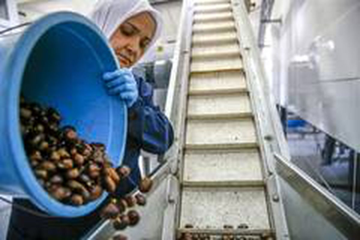 Günlük 1 ton 200 kilogram üretim gerçekleştiriliyor