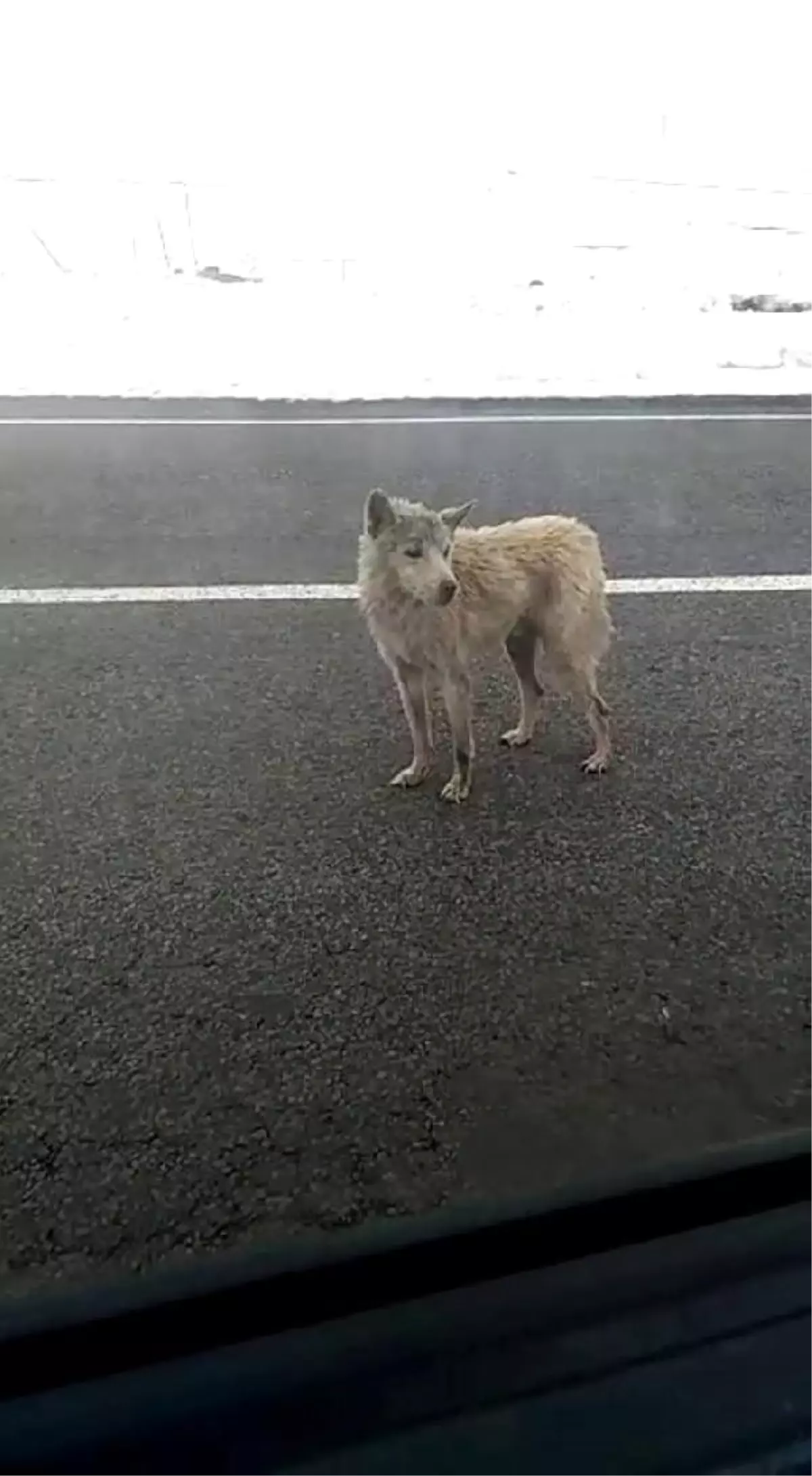 Kars\'ta kurtlar, karayoluna indi