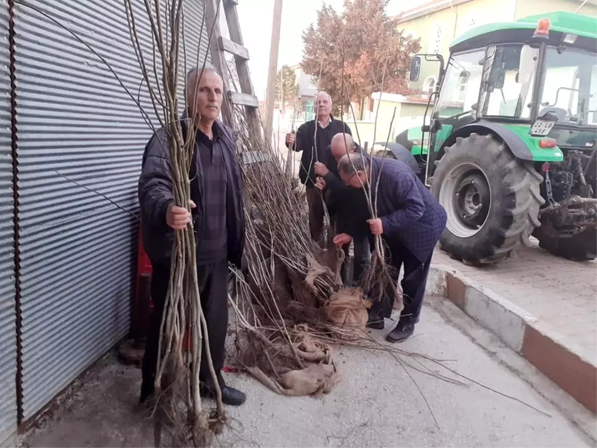 Meriç\'te 15 bin adet ücretsiz ceviz fidanı dağıtıldı