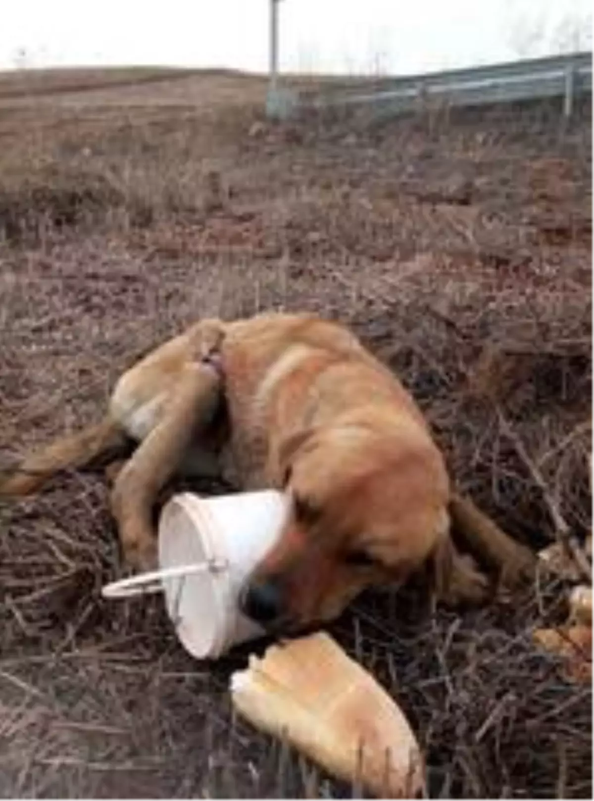 Yaralı köpeğe belediye sahip çıktı