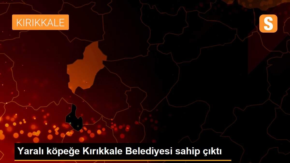 Yaralı köpeğe Kırıkkale Belediyesi sahip çıktı