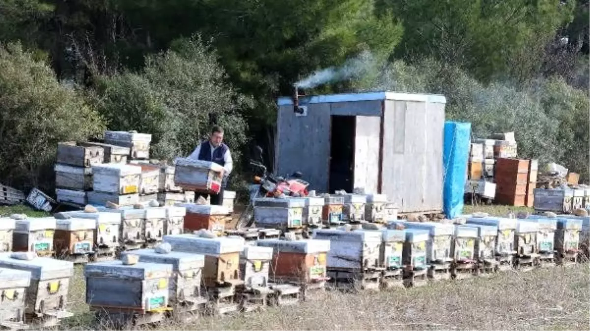 Barakada kalıyor, arılarla yatıp arılarla kalkıyor