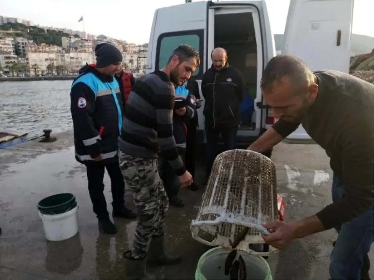 Dikili\'de avlanan deniz patlıcanları Uzak Doğu\'ya ihraç ediliyor