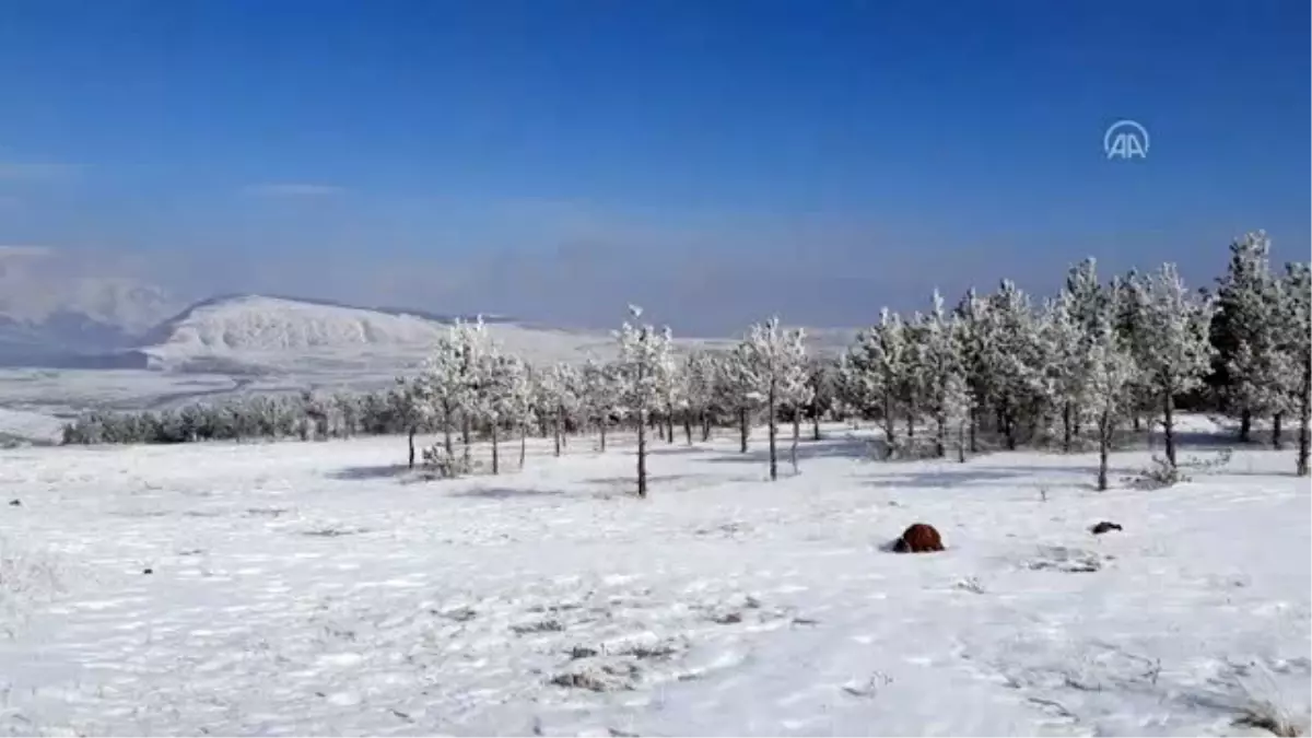 Doğu\'da kış - Ağaçlar kırağı ile kaplandı