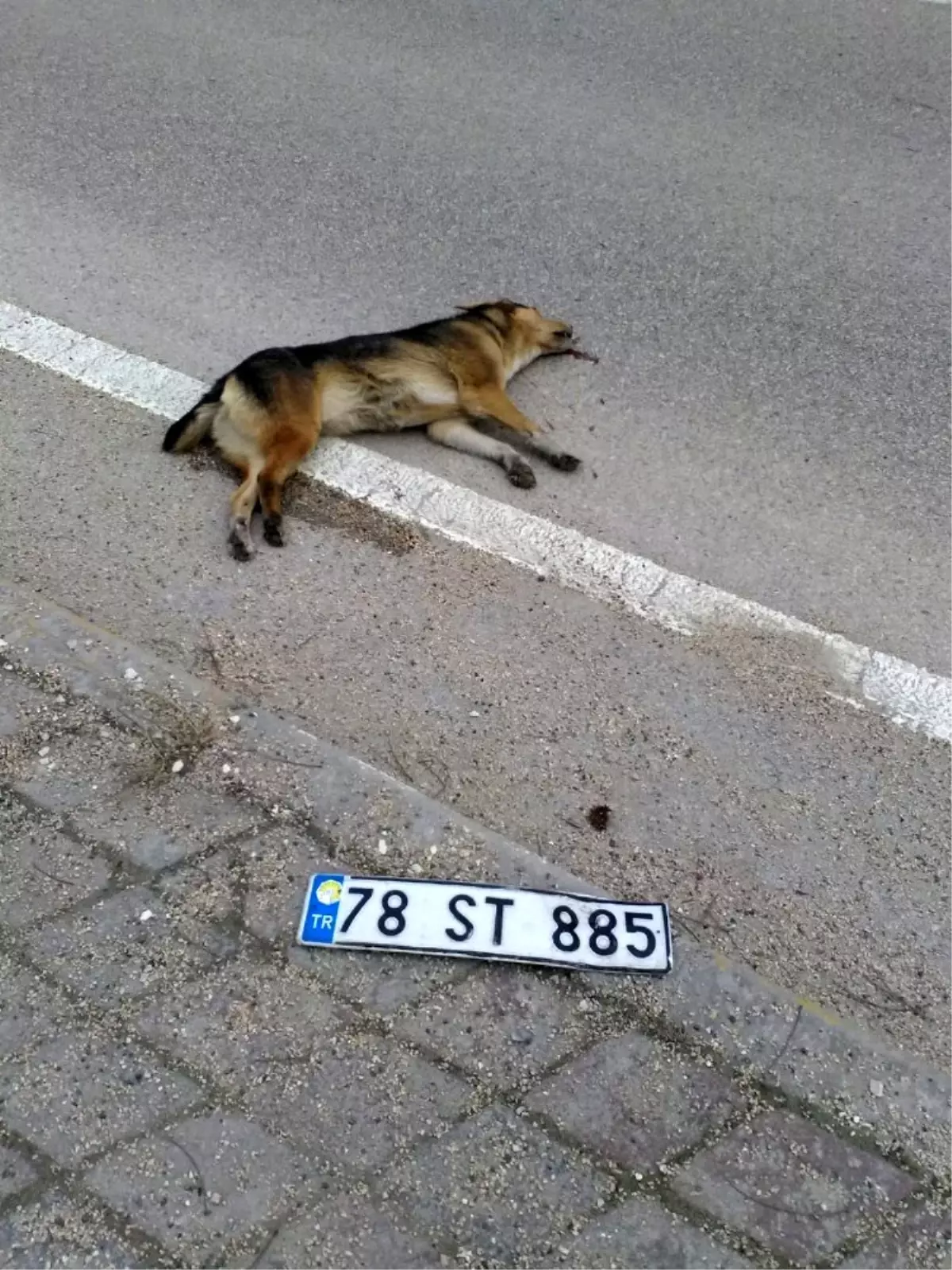 Köpeğe çarpan sürücü plakasını düşürüp kaçtı