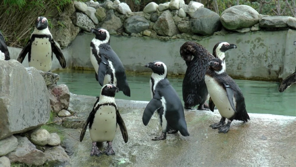 Hayvanat bahçesinde penguenlere çipli takip