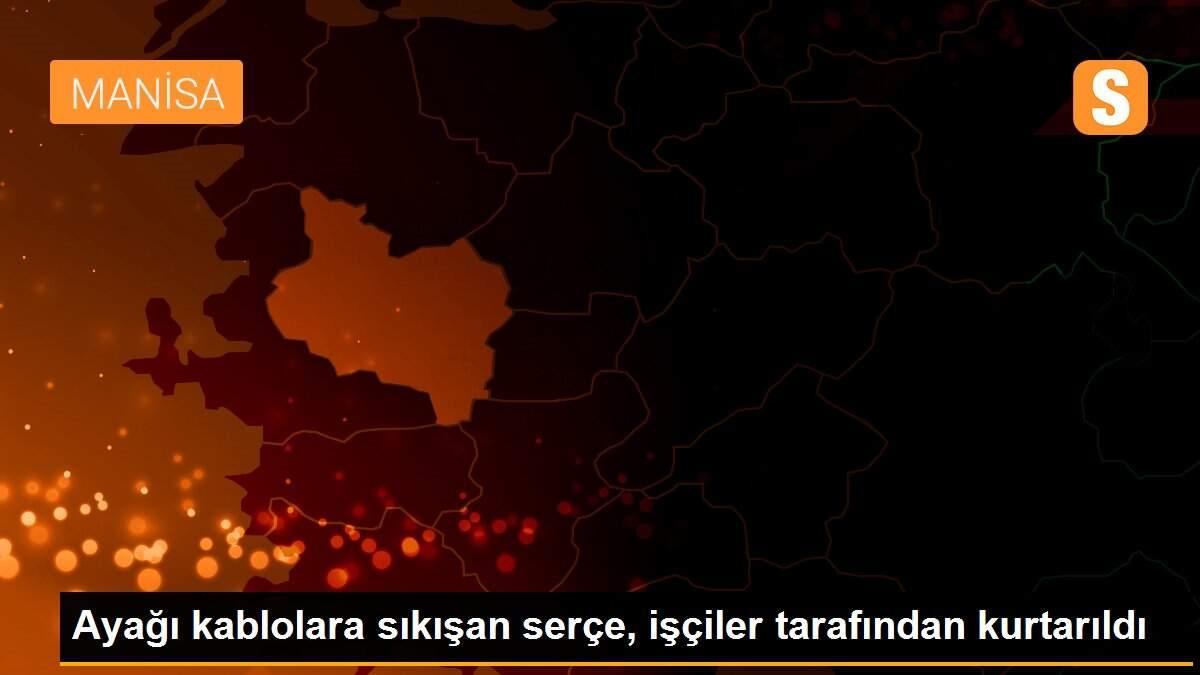 Ayağı kablolara sıkışan serçe, işçiler tarafından kurtarıldı