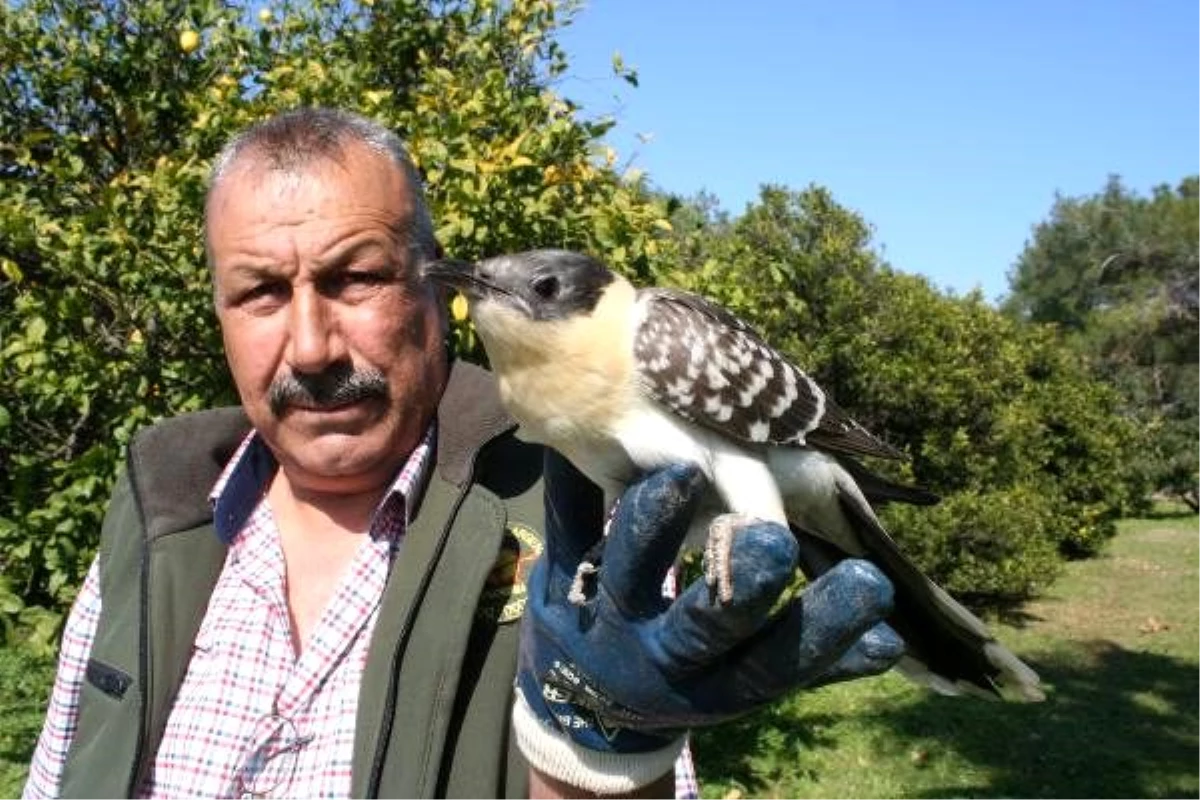 Erdemli\'de yaralı guguk kuşu koruma altına alındı