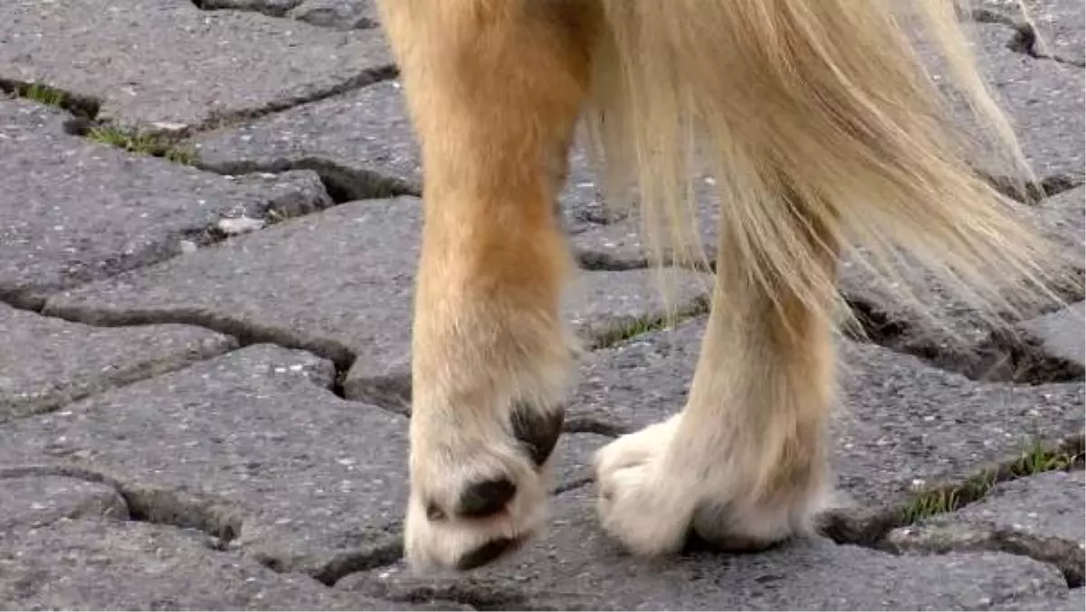 Havlayan köpeğe çarpıp kaçtı