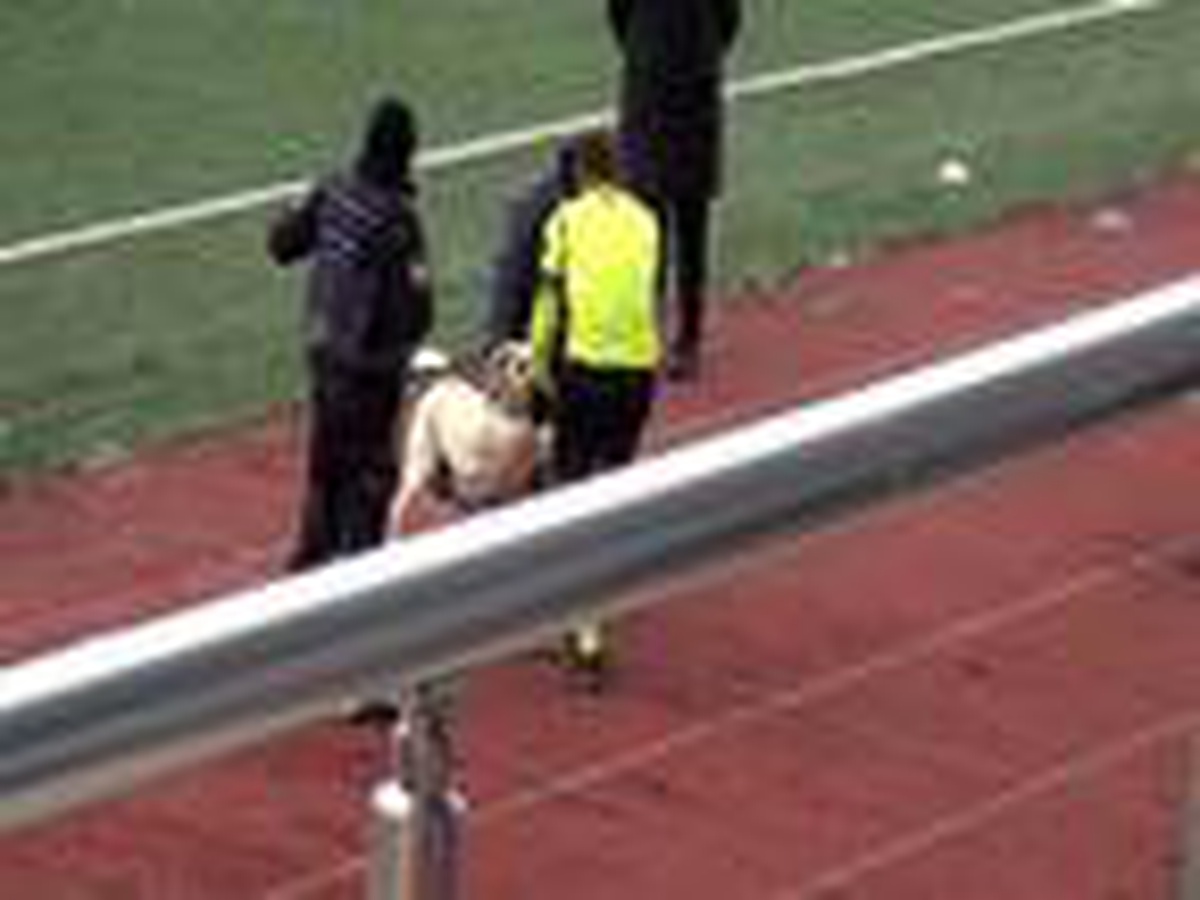 Kars\'ta sahaya giren köpeği hakem çıkardı
