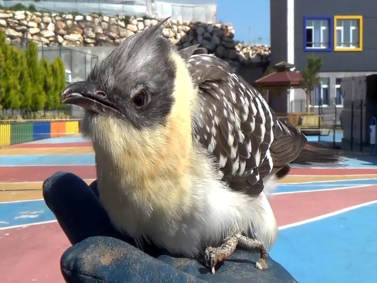 Mersin\'de yaralı bulunan tepeli guguk kuşu tedaviye alındı