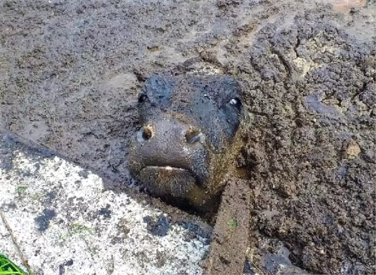 Prina havuzuna düşen ineği itfaiye kurtardı