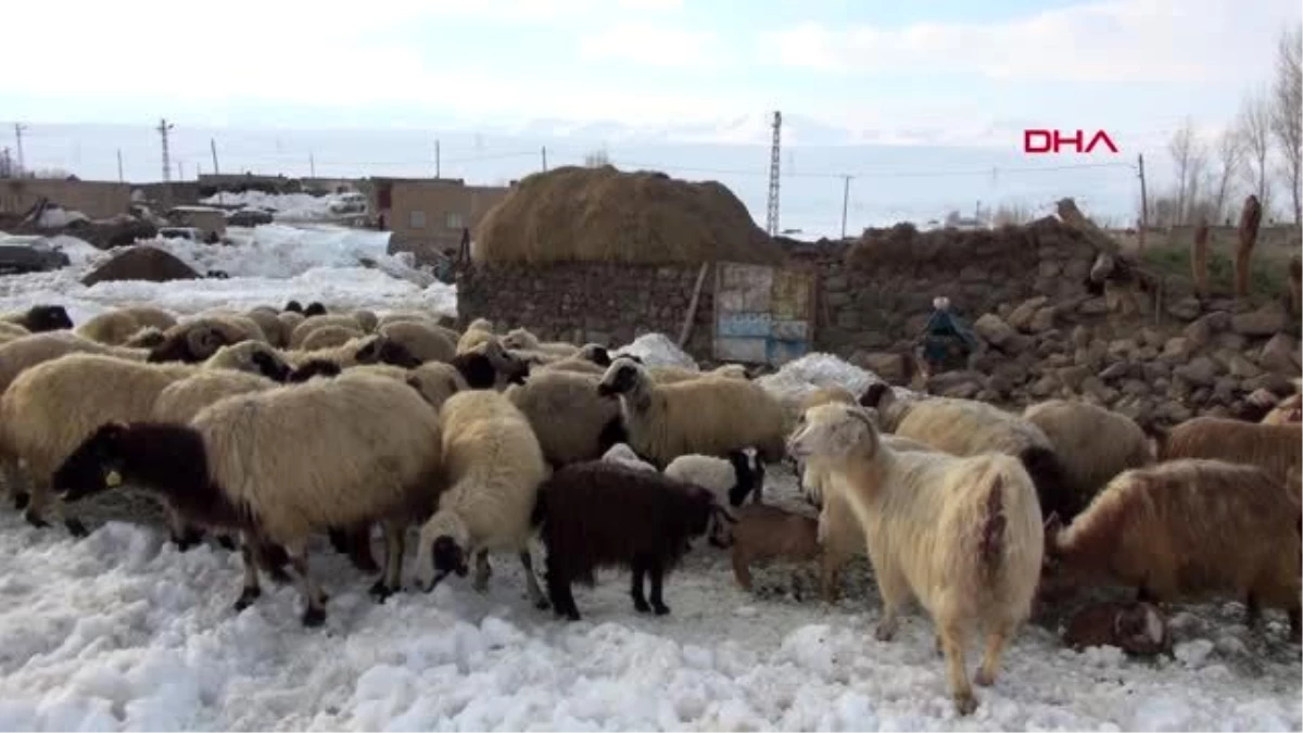 Van depremzede aileler, soğukta üşüyen kuzularını sobanın yanında ısıtıyor