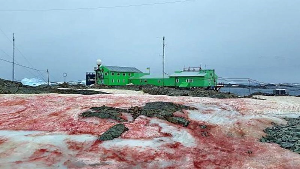 Dünyanın en hızlı ısınan bölgesi Antarktika\'da kar bir gecede kan kırmızı oldu