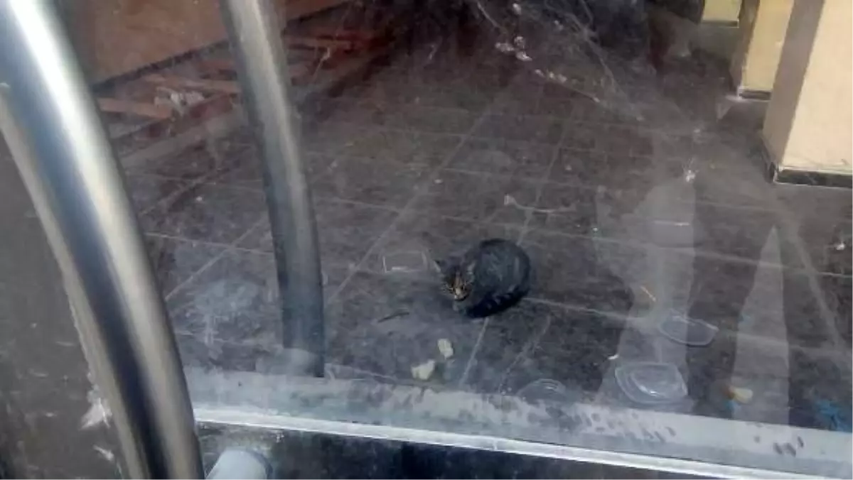 İş yerinde mahsur kalan kedi, 20 gündür kapı altından atılan yiyeceklerle besleniyor