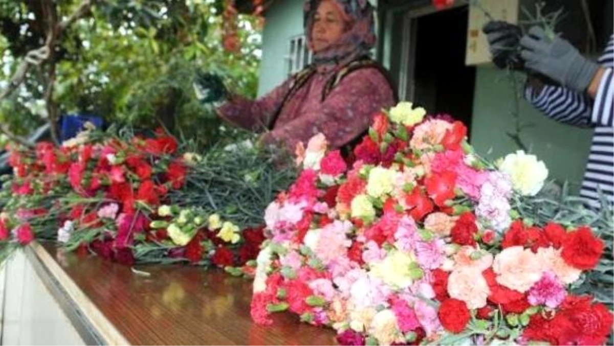 Karanfilin faydaları neler? Karanfil neye iyi gelir?