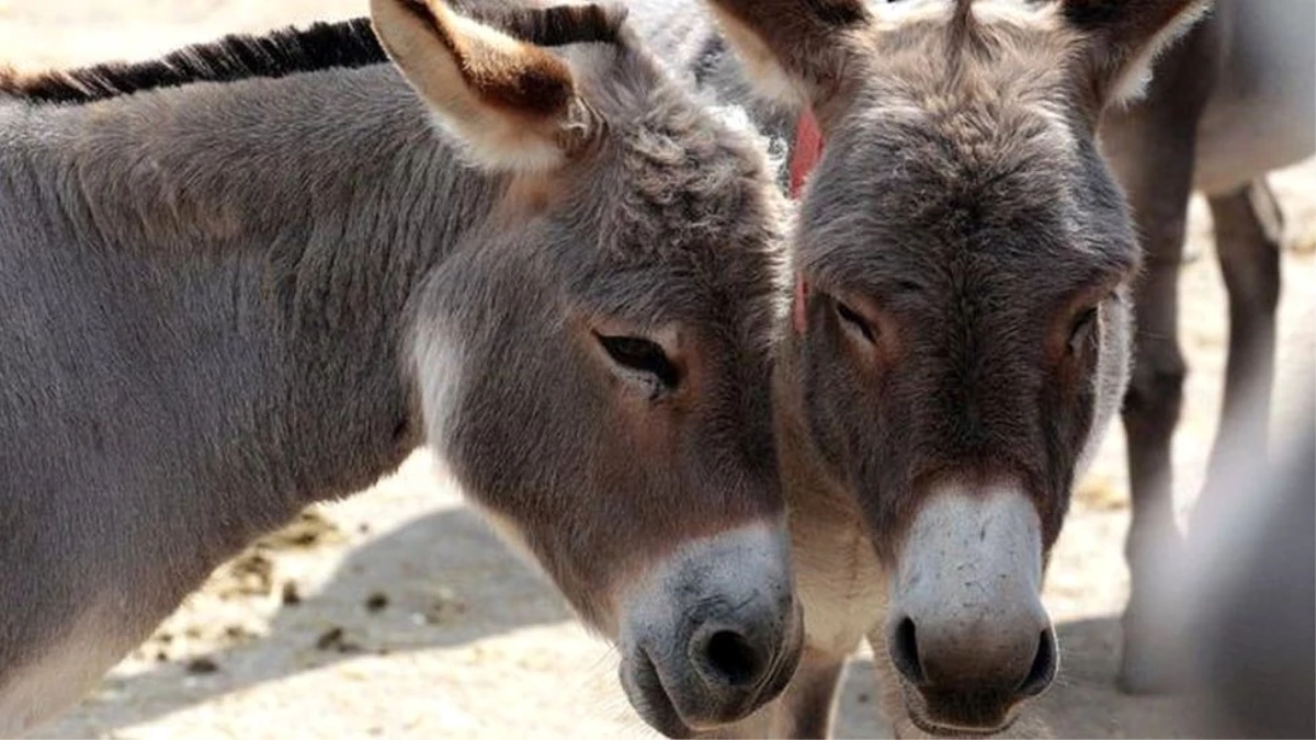 Yetkililer 1 ay süre tanıdı! Kenya, et ve derileri için eşek kesmeyi yasaklıyor