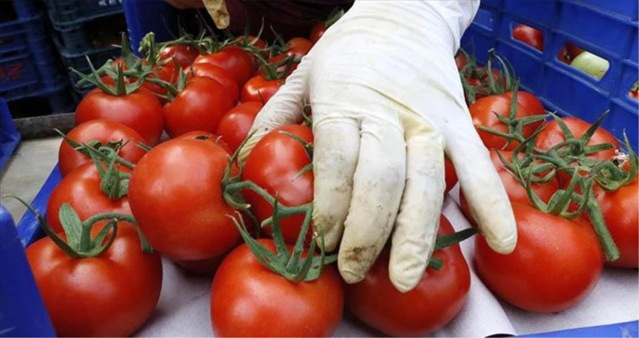 Rusya\'nın, Türkiye\'den domates alım kotasını artırması üretici ve ihracatçıyı sevindirdi