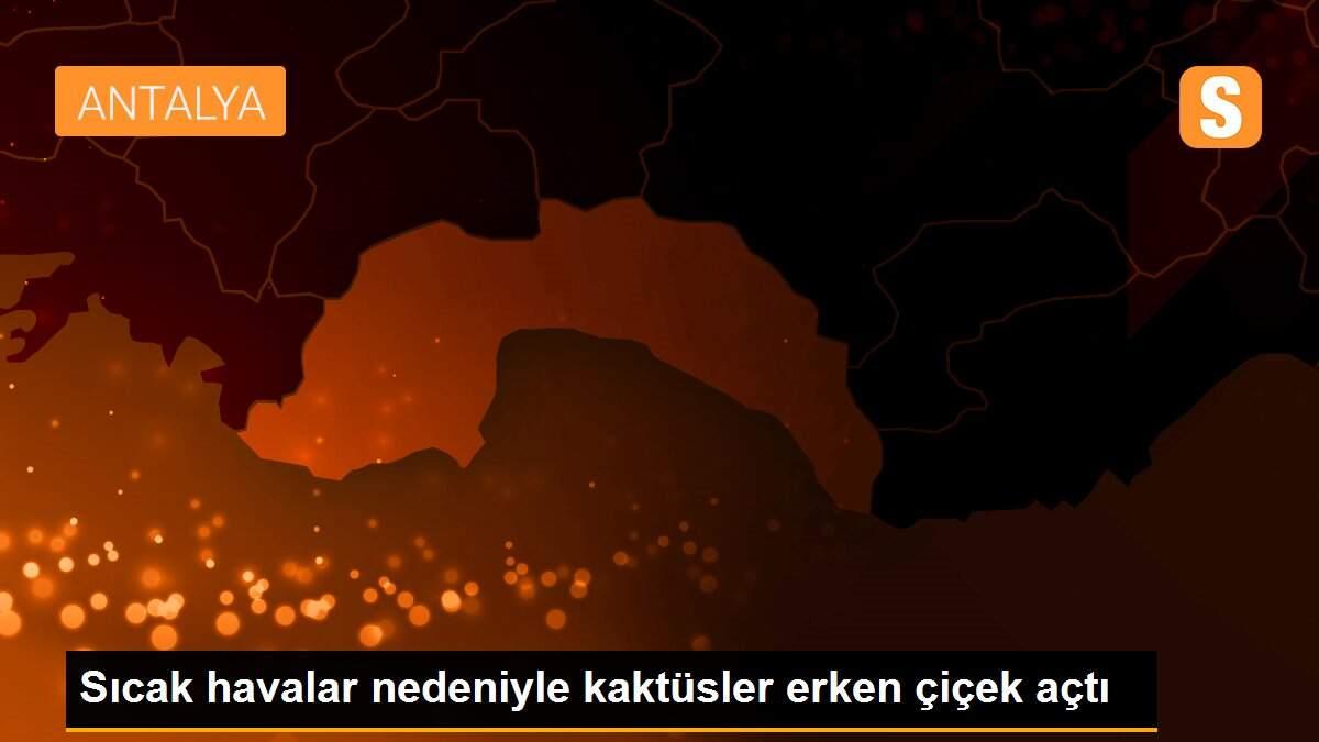 Sıcak havalar nedeniyle kaktüsler erken çiçek açtı