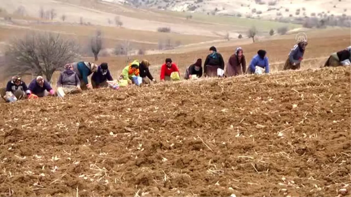 Taşköprü sarımsağında ekim zamanı