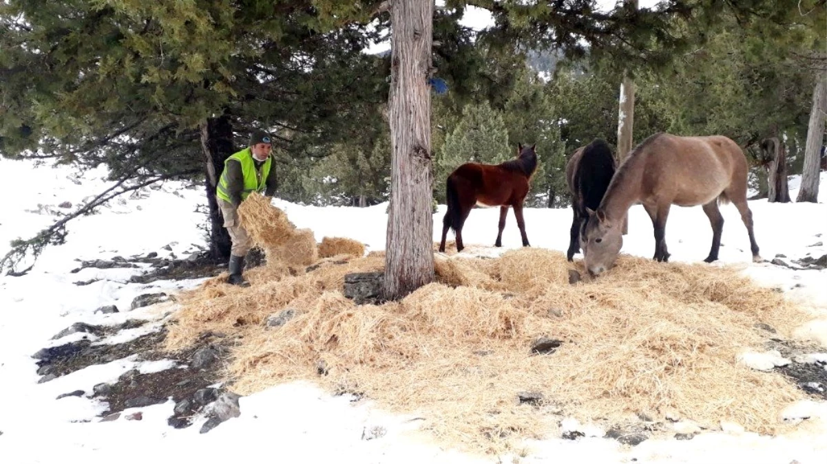Büyükşehir ekipleri, yılkı atlarına yem bıraktı