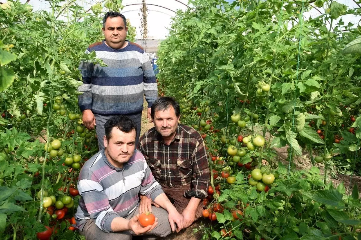 Domateste kota artırımı haberi Kumlucalı üreticileri sevindirdi